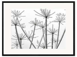 Ingelijste kunstdruk Frozen flowers in the mist