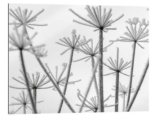 Gallery Print Gefrorene Blumen im Nebel