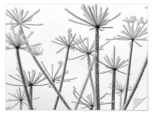 Wandsticker Gefrorene Blumen im Nebel