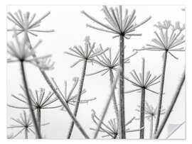 Självhäftande poster Frozen flowers in the mist