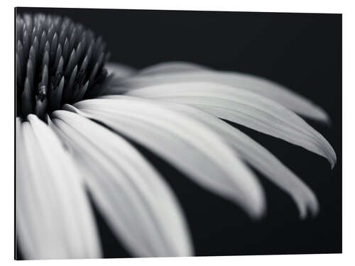 Aluminiumsbilde White coneflower, detail