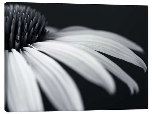 Canvastavla White coneflower, detail