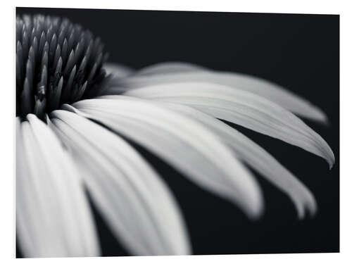 Foam board print White coneflower, detail