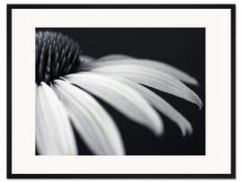 Gerahmter Kunstdruck Weißer Sonnenhut, Detail