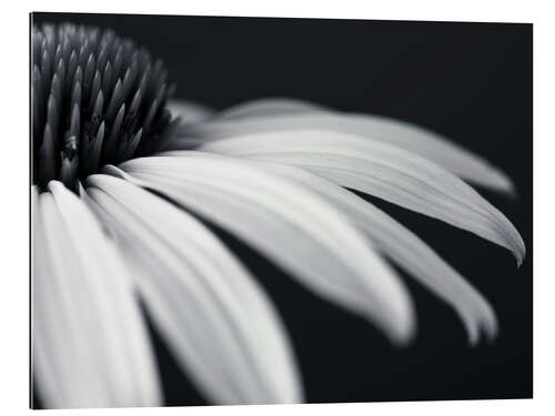 Galleriataulu White coneflower, detail