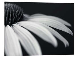 Gallery print White coneflower, detail