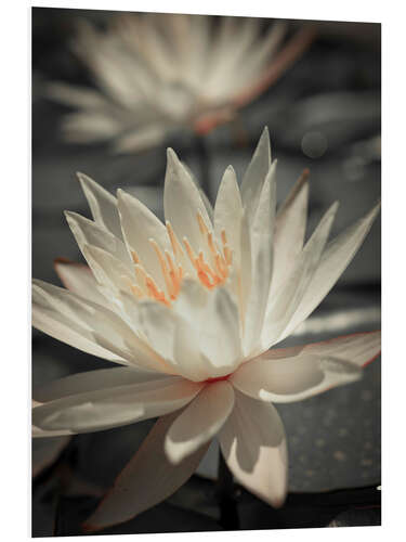 Foam board print Water Lilies I