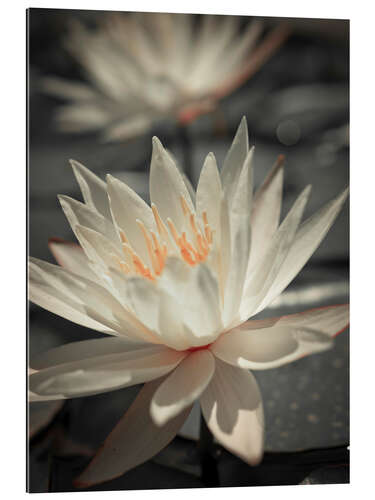 Galleritryck Water Lilies I