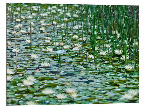 Tableau en aluminium Water Lily Pond