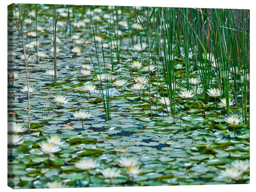 Canvastavla Water Lily Pond