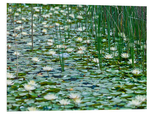 Tableau en PVC Water Lily Pond