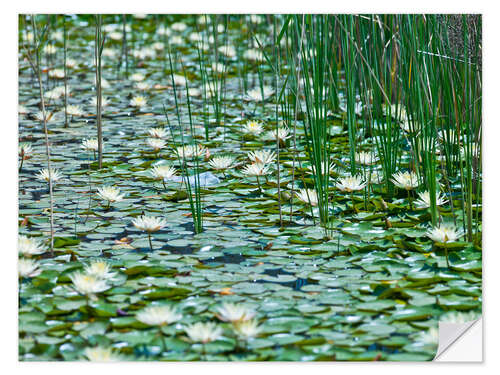 Sisustustarra Water Lily Pond