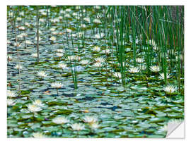 Wall sticker Water Lily Pond