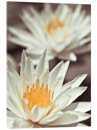 Acrylic print Water Lillies II