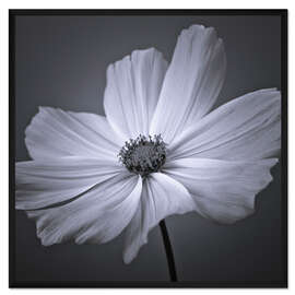 Gerahmter Kunstdruck Cosmea