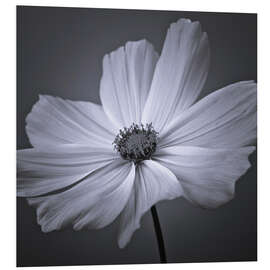 Foam board print Cosmea