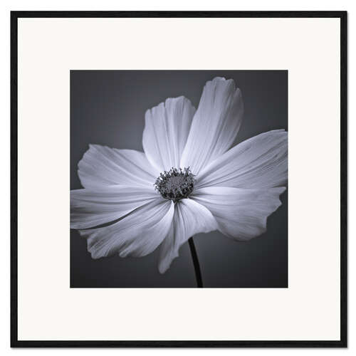 Impresión de arte enmarcada Cosmea