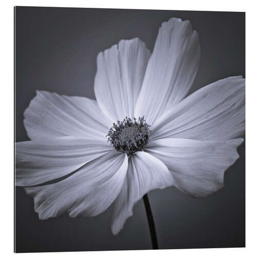 Gallery print Cosmea