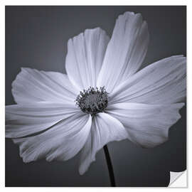 Wall sticker Cosmea