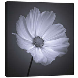 Canvas print Cosmea II