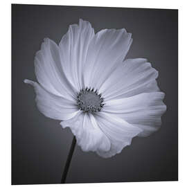 Foam board print Cosmea II