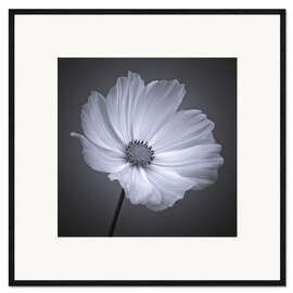 Framed art print Cosmea II