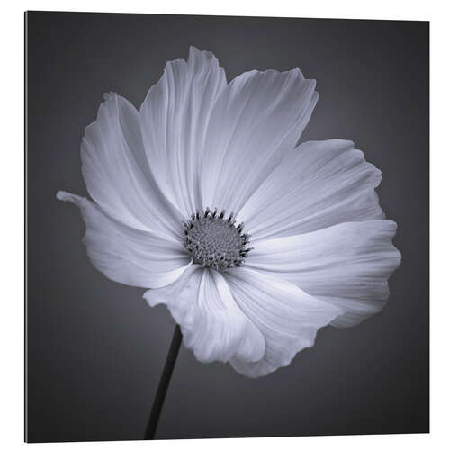 Gallery print Cosmea II