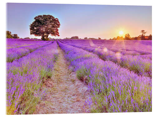 Stampa su vetro acrilico Lavender Sunset