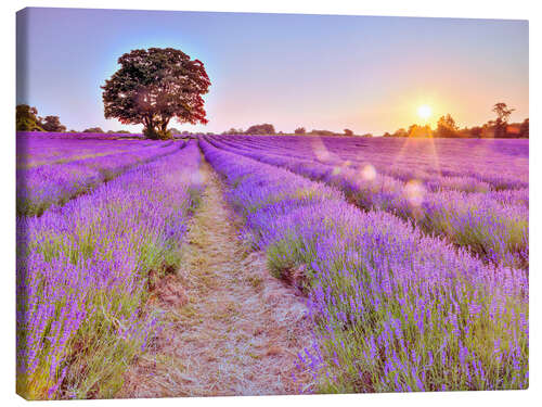 Obraz na płótnie Lavender Sunset