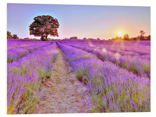 Foam board print Lavender Sunset