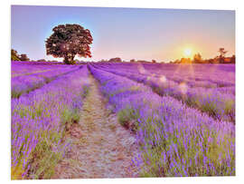 Foam board print Lavender Sunset