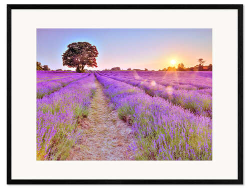 Kunsttryk i ramme Lavender Sunset