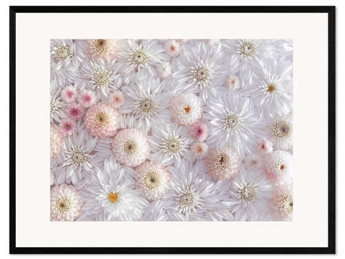 Kehystetty taidepainatus Dahlias in a sea of flowers