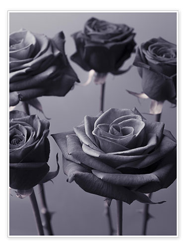 Plakat Modern roses
