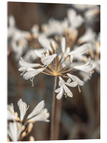 Acrylic print African lily