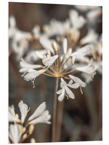 Foam board print African lily