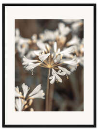 Gerahmter Kunstdruck Afrikanische Lilie