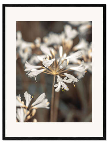 Kehystetty taidepainatus African lily