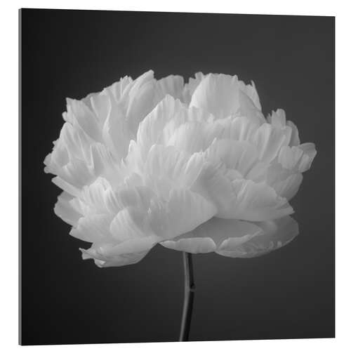 Acrylic print Peony b/w I