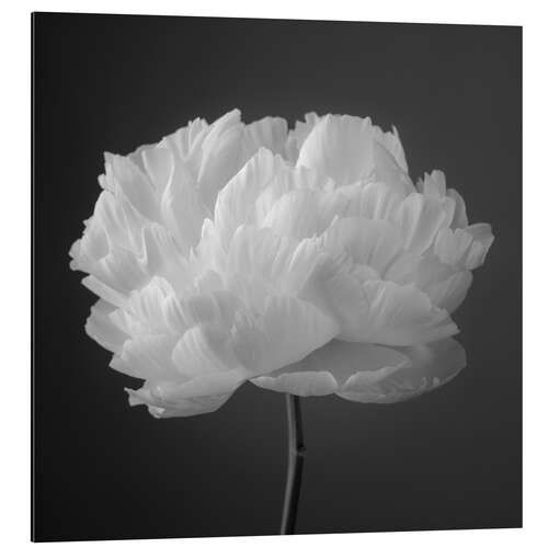 Aluminium print Peony b/w I