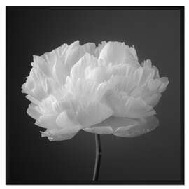 Gerahmter Kunstdruck Pfingstrose s/w I