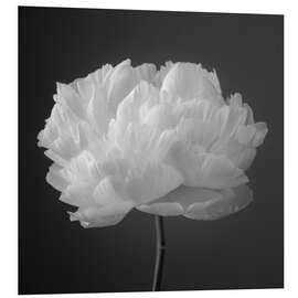 Foam board print Peony b/w I