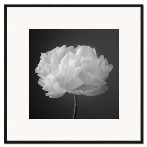 Framed art print Peony b/w I