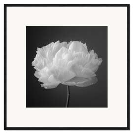 Plakat artystyczny premium w ramie Peony b/w I