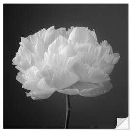 Selvklæbende plakat Peony b/w I