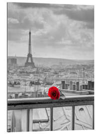 Stampa su plexi-alluminio Una rosa rossa a Parigi