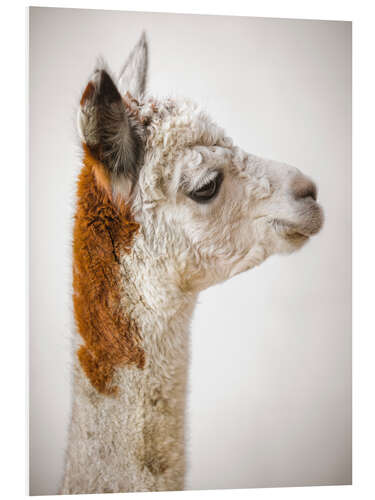 Cuadro de PVC Alpaca