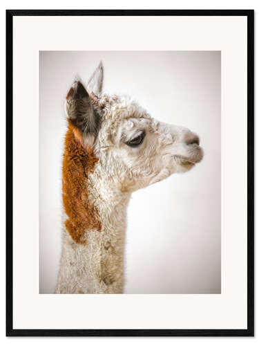 Stampa artistica con cornice Alpaca