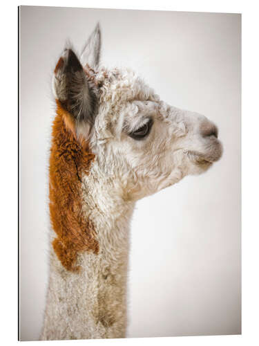 Quadro em plexi-alumínio Alpaca