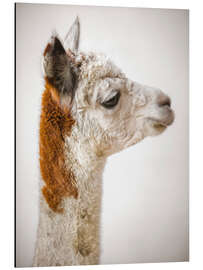 Magnettafel Alpaka